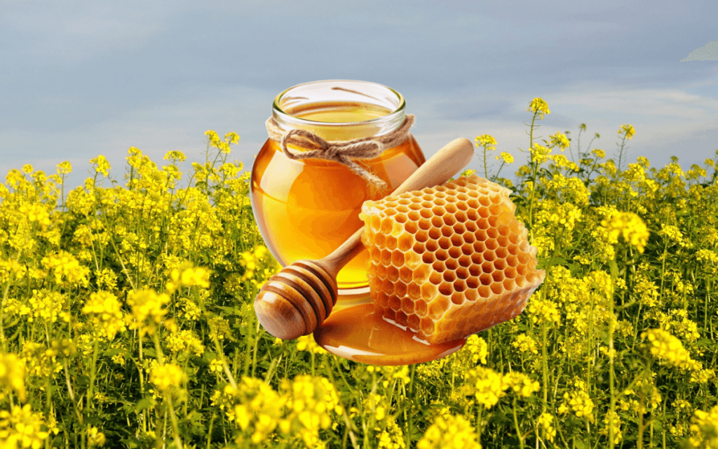 সরিষা ফুলের মধু